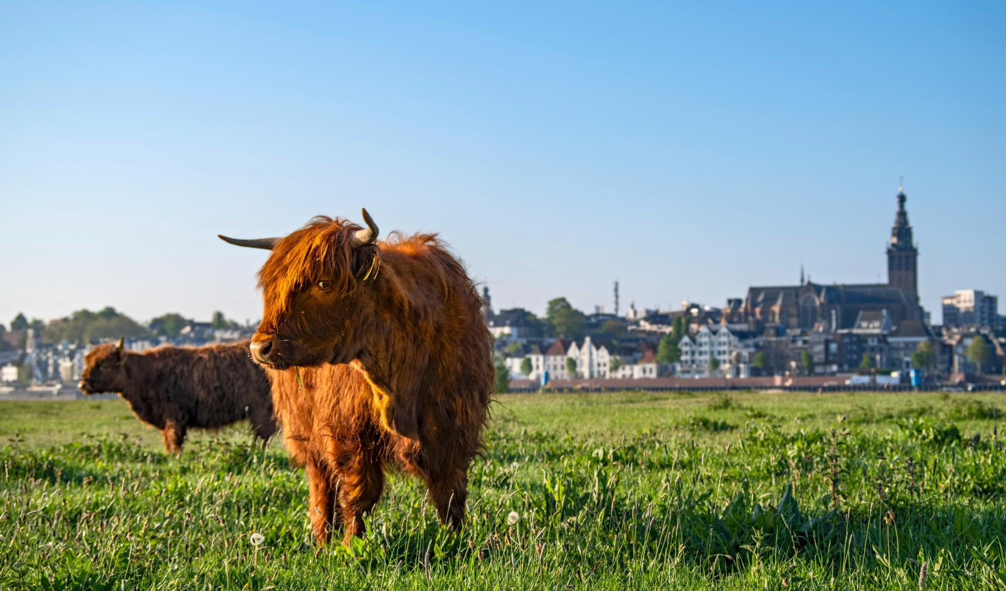 Jouw makelaar en taxateur in Nijmegen