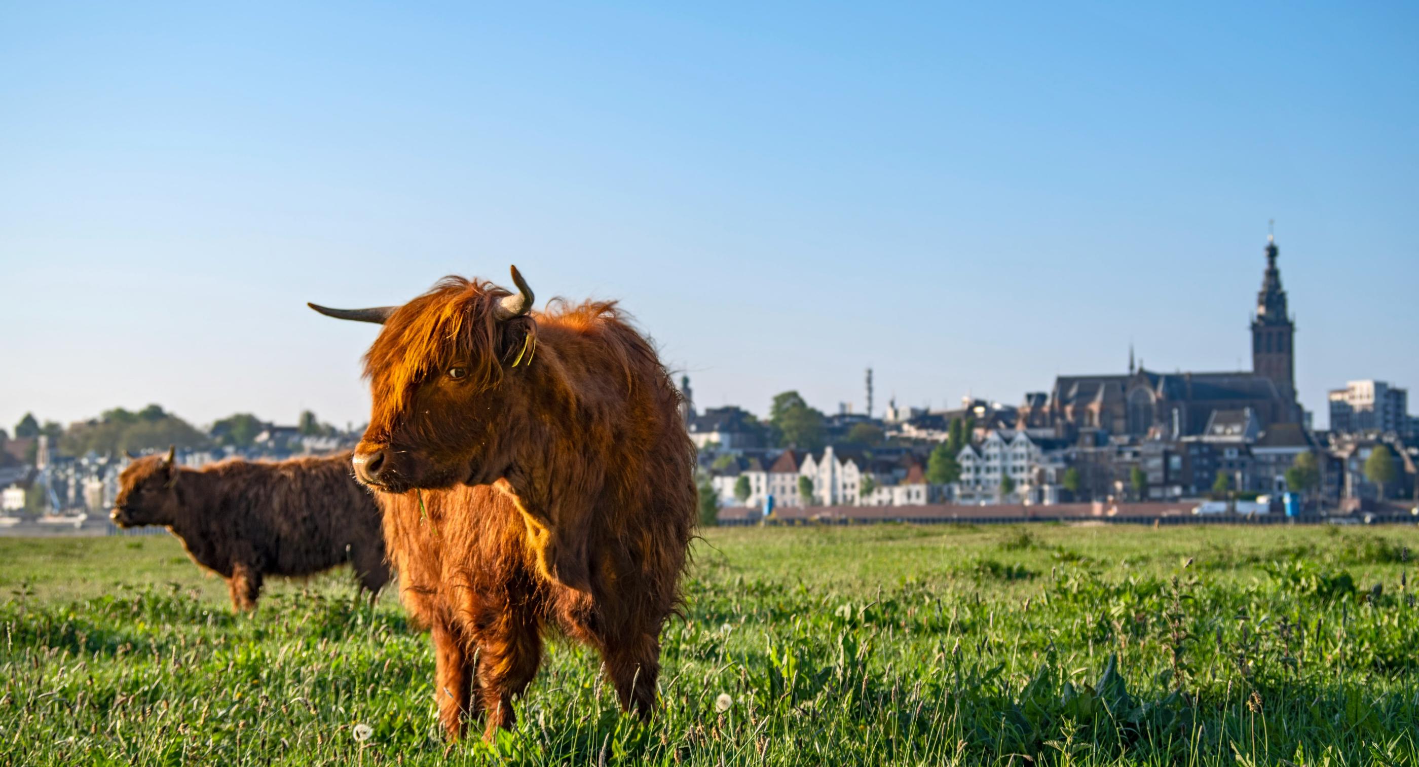 Jouw makelaar en taxateur in Nijmegen