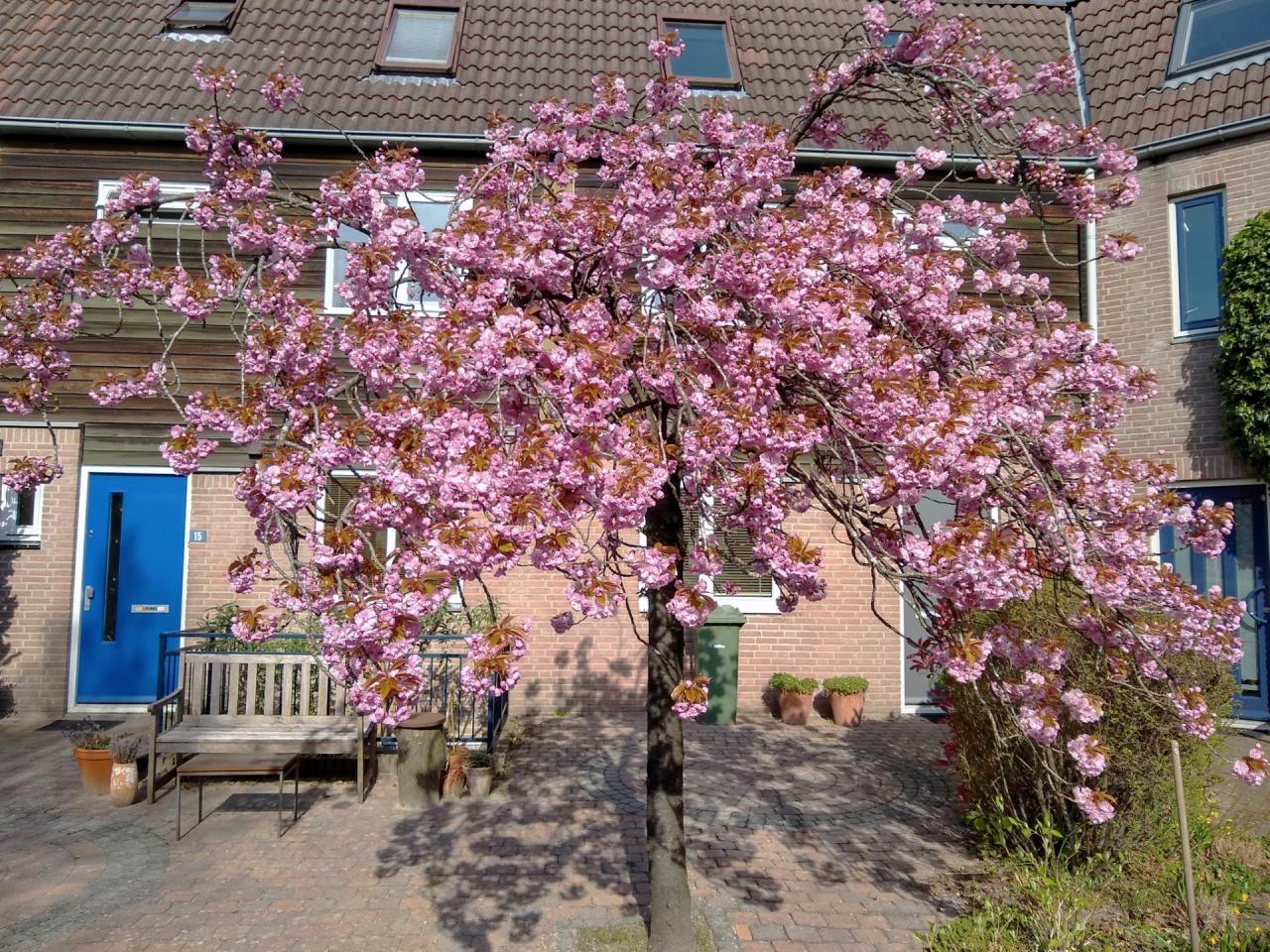 Wim Beermanstraat 17, Nijmegen (6523 RC)